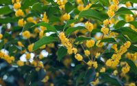 Osmanthus fragrans flowering plant