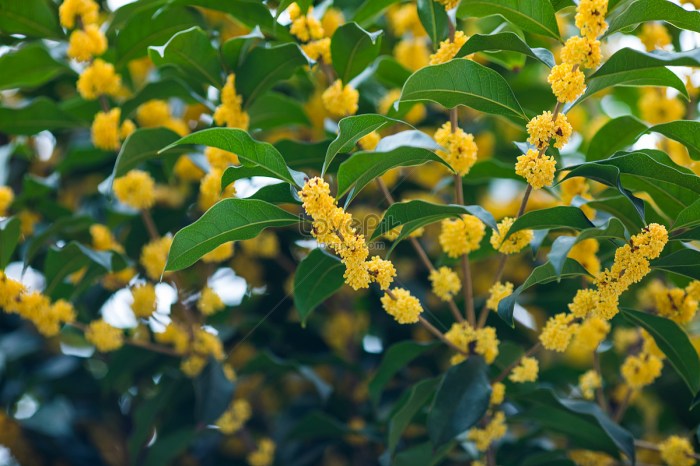 Osmanthus fragrans flowering plant