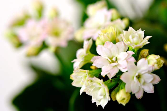 House plant with white flowers