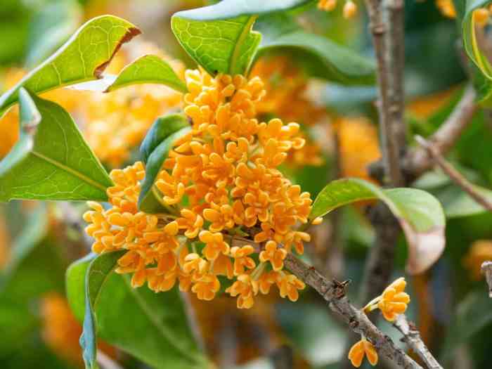 Osmanthus ingredient