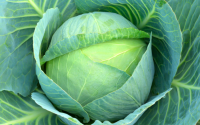 Cabbage nutrition facts 1 cup