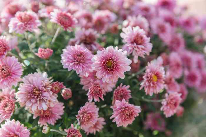 Flowers plant in fall