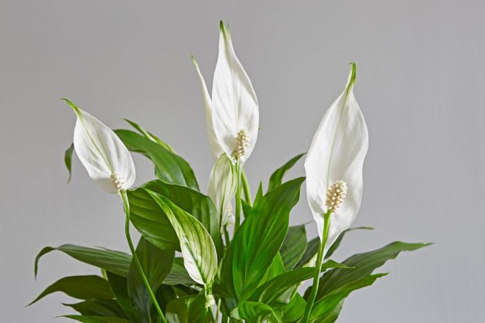 House plant with white flowers