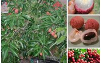 Can i plant a lychee seed