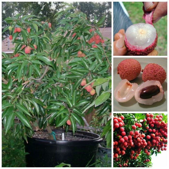 Can i plant a lychee seed