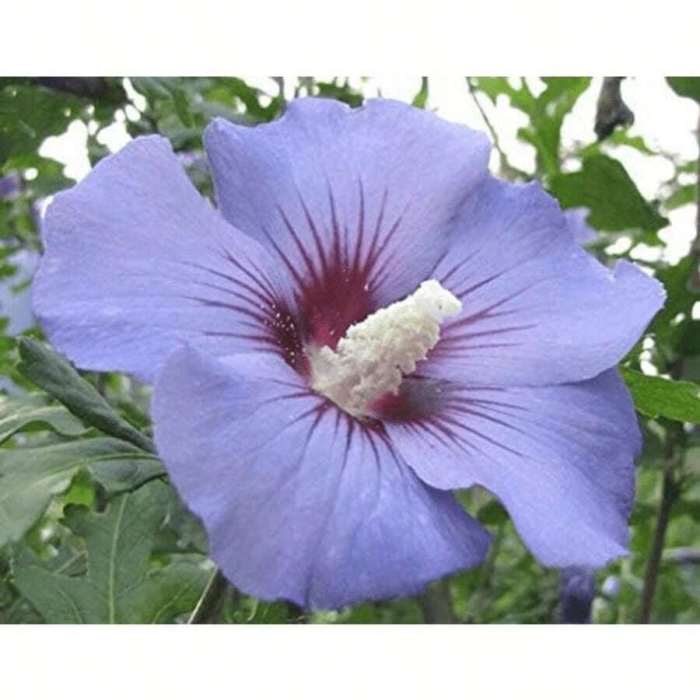 How deep to plant hibiscus seeds