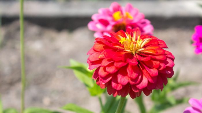 Zinnia grow plant flowers zinnias garden growing gardener