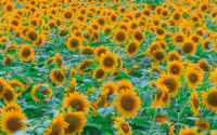 When to plant sunflower seeds in texas