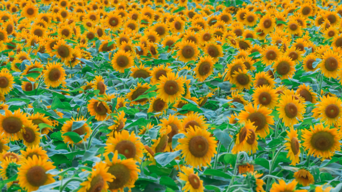 When to plant sunflower seeds in texas