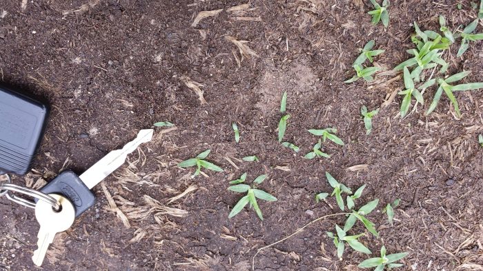 Can i plant grass seed after crabgrass preventer