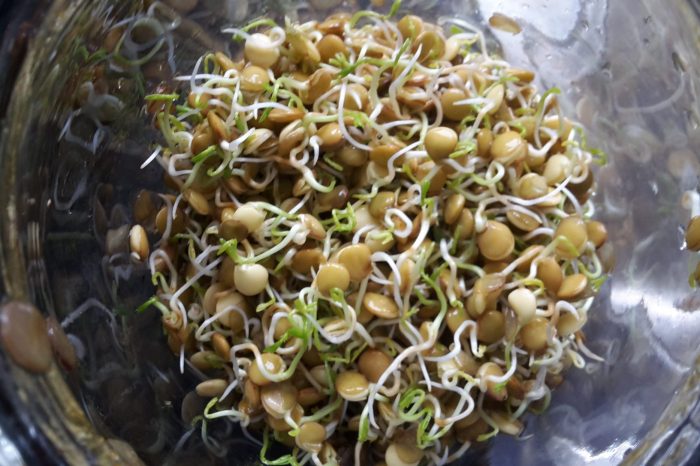 When to plant sprouted seeds