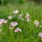 Can You Plant Wildflower Seeds in June?