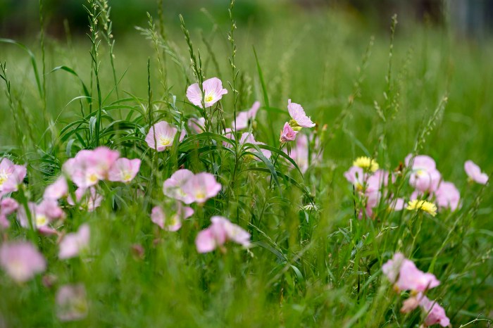 Can you plant wildflower seeds in june