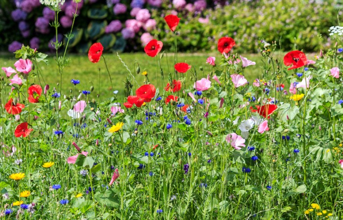 When to plant wildflower seeds in florida