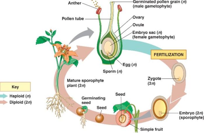 A flowering seed plant