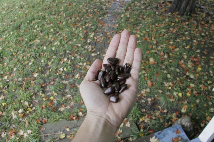 Can you plant pawpaw seeds