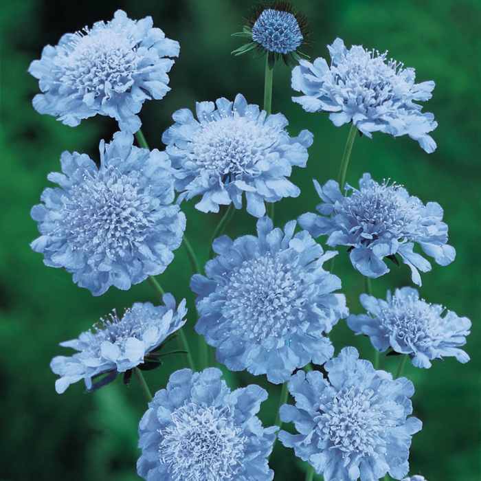 When to plant scabiosa seeds