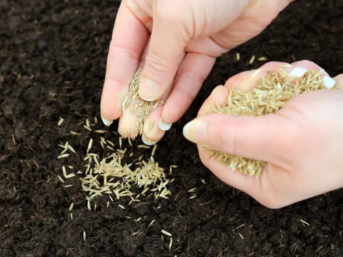 Can you plant grass seed in december