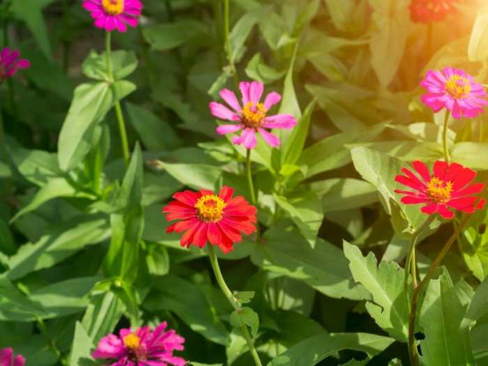 When to plant zinnia seeds in texas