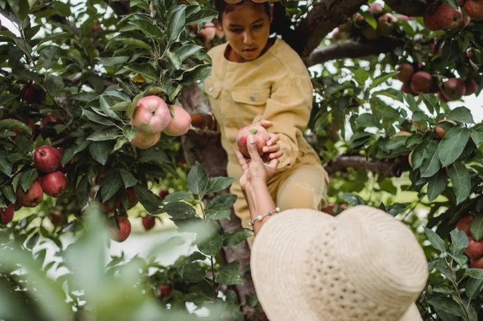 How many seeds to plant an apple tree