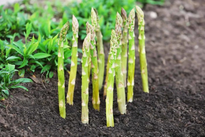 How deep do you plant asparagus seeds