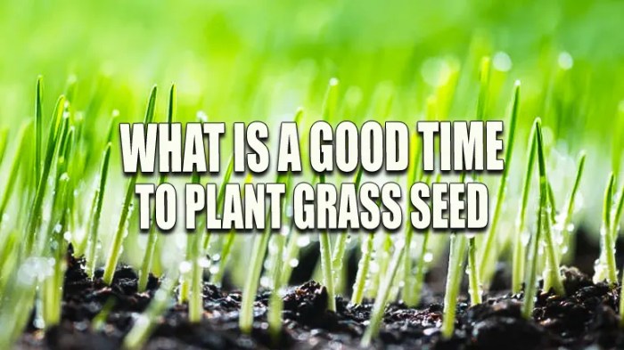 Can i plant grass seeds in september