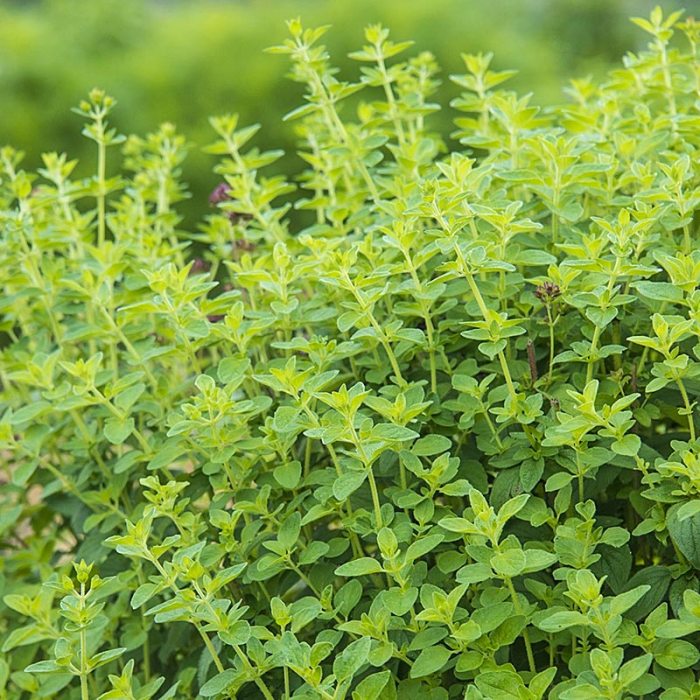 When to plant oregano seeds