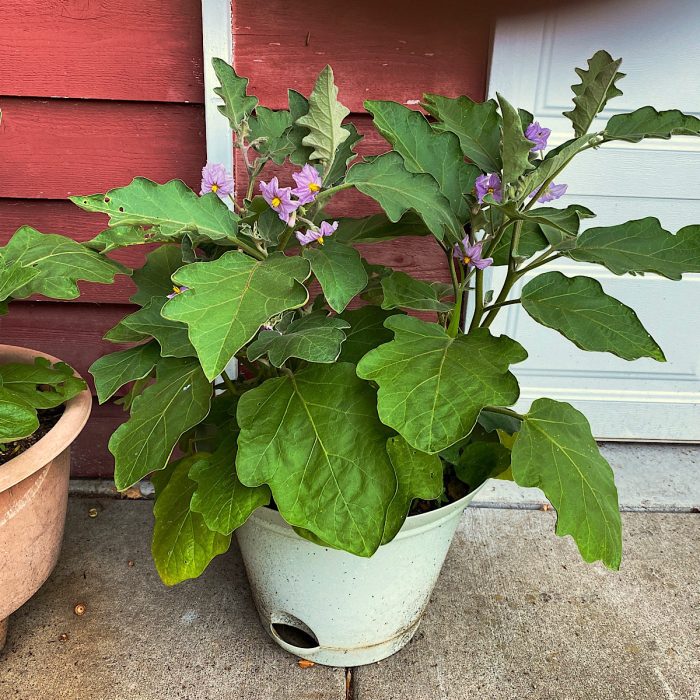 Eggplant seeds grow tips growing seedlings plant harvest eggplants выбрать доску vegetable