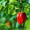 When to Plant Habanero Seeds