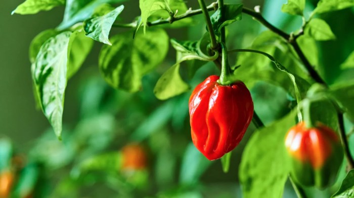 Habanero mbuzi pilipili peppers grow growing cha habaneros kilimo bora pili pianta diavolopiccante zao utangulizi