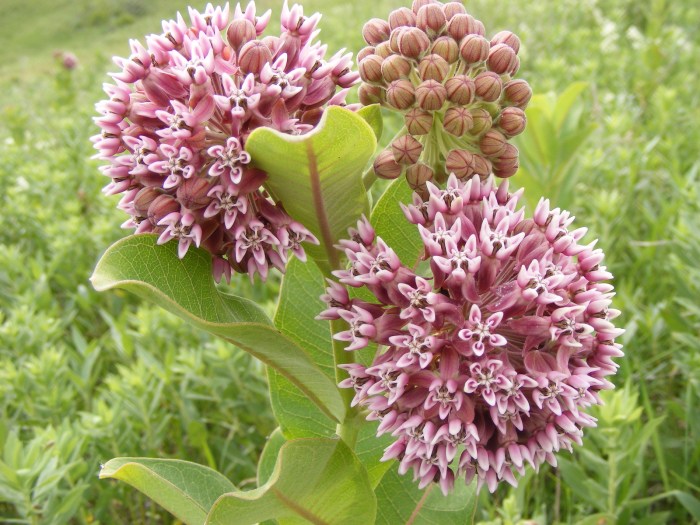 Can i plant milkweed seeds in the spring