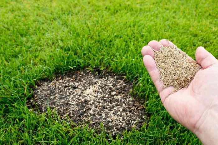 Can you germinate grass seed before planting