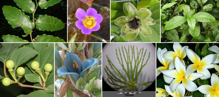 A flowering seed plant