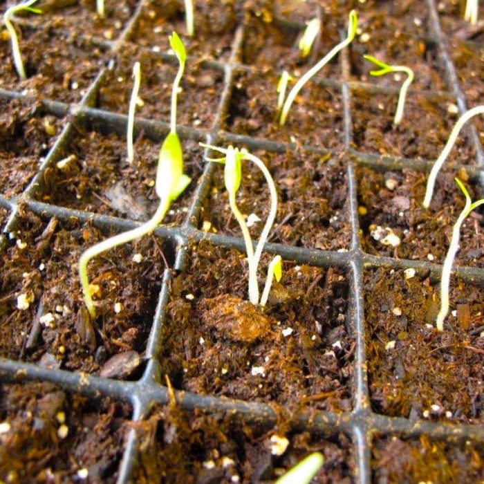 When to plant seeds for tomatoes