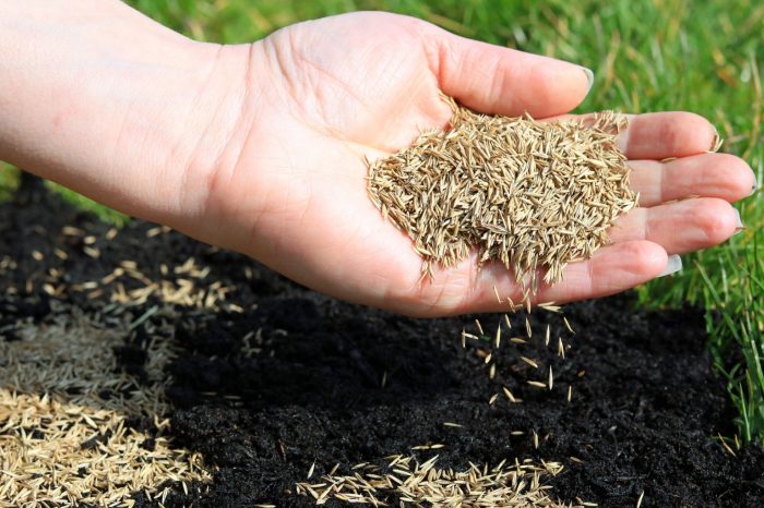 When to plant grass seed in north texas