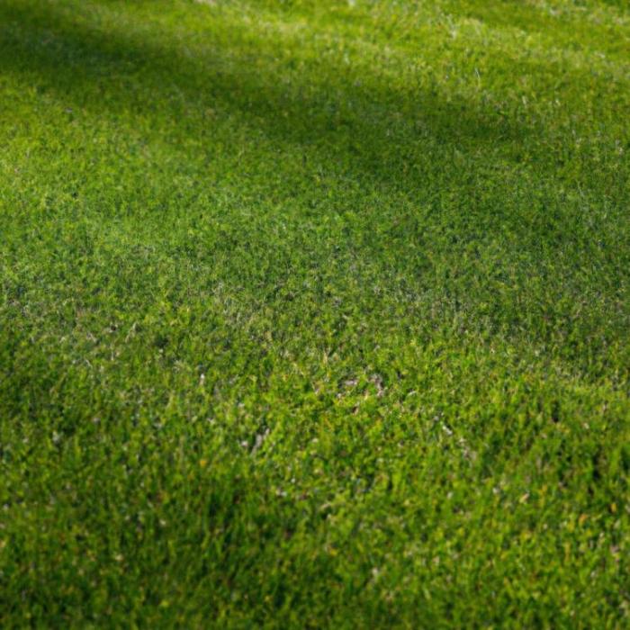 When to plant lawn seed