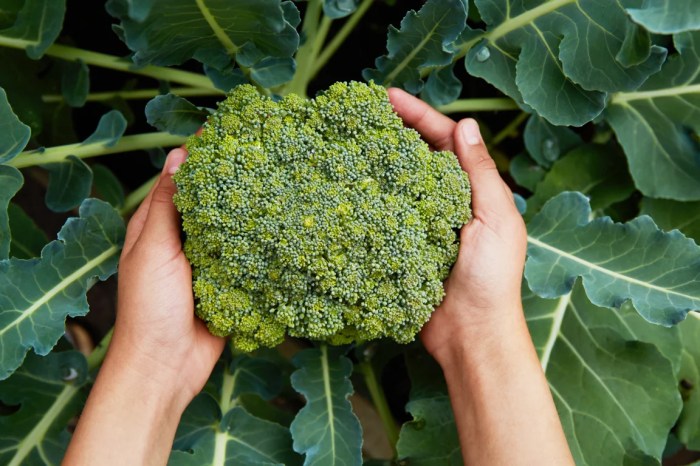 How deep do you plant broccoli seeds