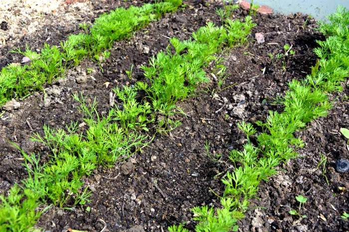 How deep to plant carrots seeds