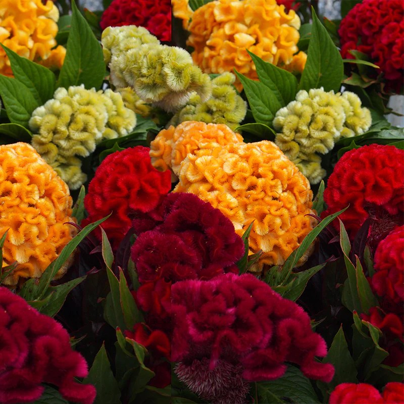 How deep to plant celosia seeds