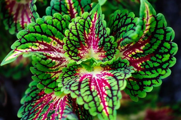 How deep to plant coleus seeds