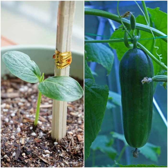 Cucumber cucumbers plant seedlings mature harvest