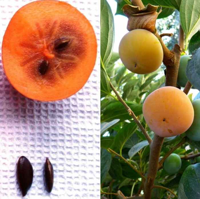 When to plant persimmon seeds