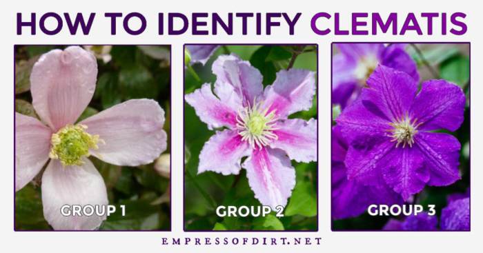 How deep to plant clematis seeds