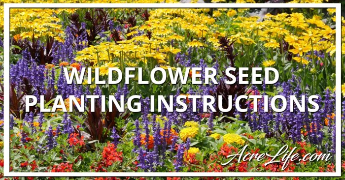 When to plant wildflower seeds in florida