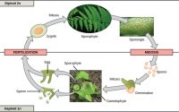 Can a female plant producing seeds without male