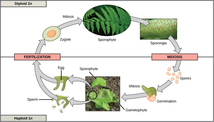 Can a female plant producing seeds without male