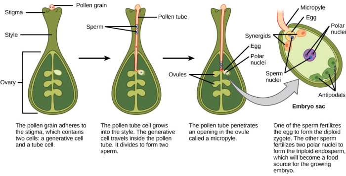 Fern ferns alternation generations plants reproduction gametophyte sporophyte spores sciencelearn licorice phases lifecycle diploid