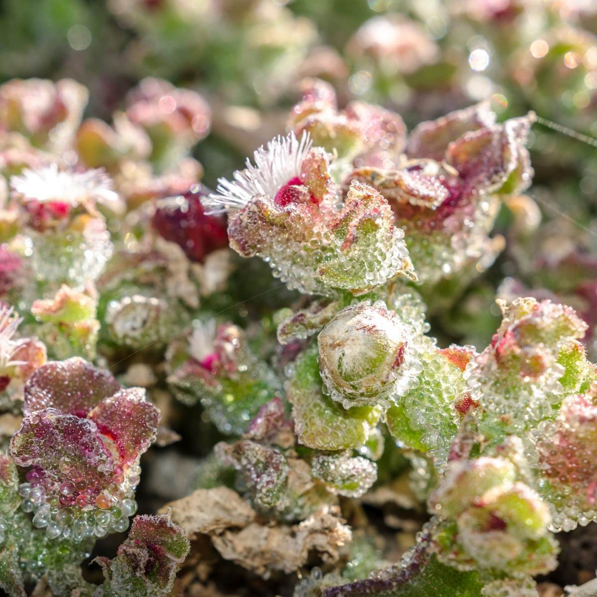 Where to buy ice plant seeds