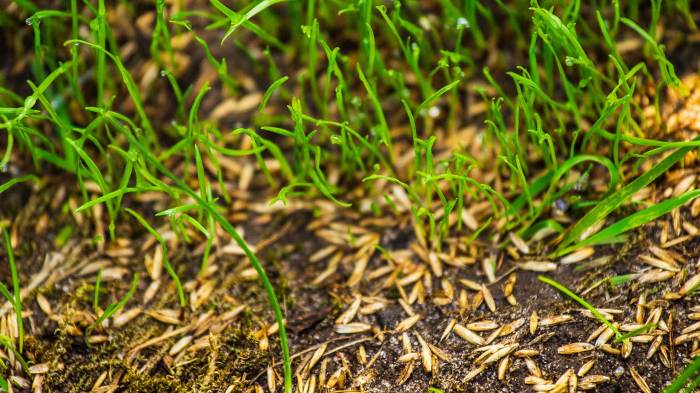 Can you plant grass seeds in may