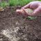 Can You Plant Grass Seed Now?